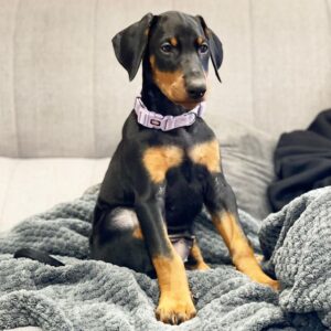 Eva - Female - $650
