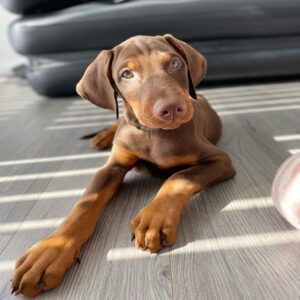 Hazel - Female - $700