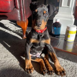 Joe - Male - $650