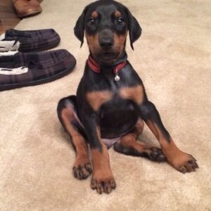 Karvo - Male - $650