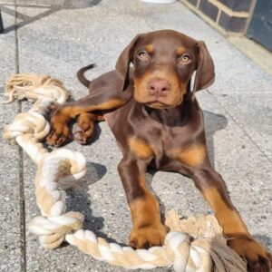 Kobe - Male - $700