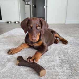 Lola - Female - $700