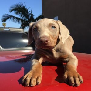 Roger - Male - $700