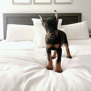 Sire - Male - $700