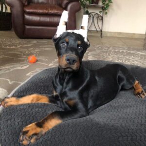 Tonna - Female - $700