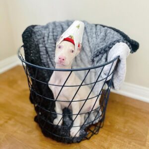 Von - Male - $700