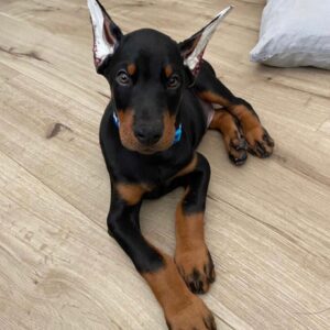 Zeus - Male - $700