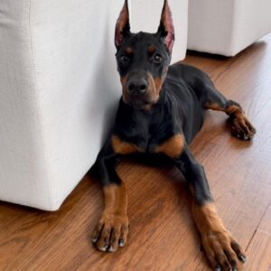 Axel - Female - $700
