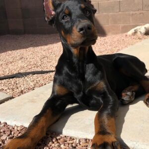 Furio - Female - $700