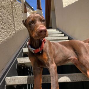 Havoc - Male - $700