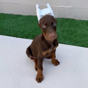 Kylo - Female - $700