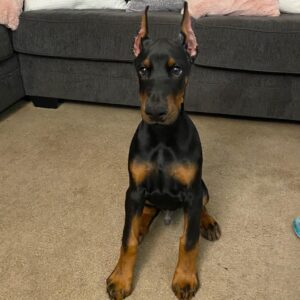 Niko - Male - $700