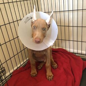 Pack - Male - $700