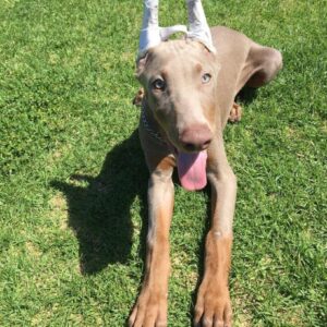 Ty - Female - $700