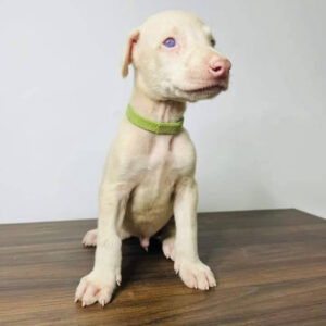 White Doberman Puppies for Sale